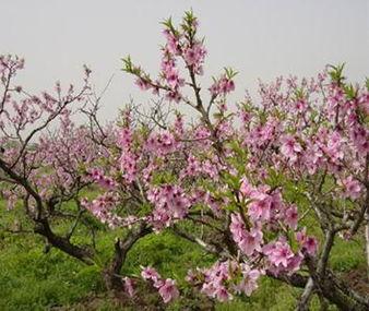 桃花爆料大百科最新,揭秘娱乐圈幕后故事与热点事件